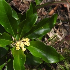 Pittosporum revolutum at Lower Pappinbarra, NSW - 2 Oct 2024 10:43 AM