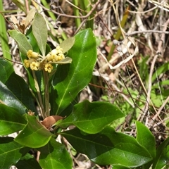 Pittosporum revolutum at Lower Pappinbarra, NSW - 2 Oct 2024 10:43 AM