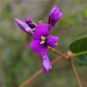 Hardenbergia violacea at Wedderburn, NSW - 2 Oct 2024 12:41 PM