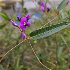 Hardenbergia violacea at Wedderburn, NSW - 2 Oct 2024 12:41 PM