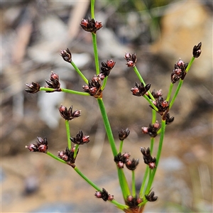 Juncus planifolius at Wedderburn, NSW - 2 Oct 2024