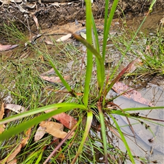 Juncus planifolius at Wedderburn, NSW - 2 Oct 2024