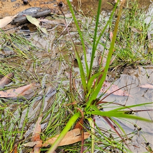 Juncus planifolius at Wedderburn, NSW - 2 Oct 2024