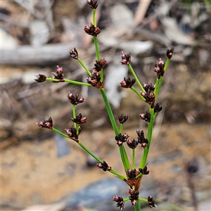 Juncus planifolius at Wedderburn, NSW - 2 Oct 2024