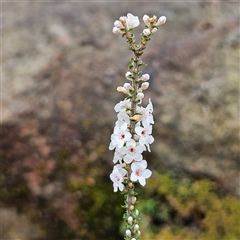 Epacris microphylla (Coral Heath) at Wedderburn, NSW - 2 Oct 2024 by MatthewFrawley