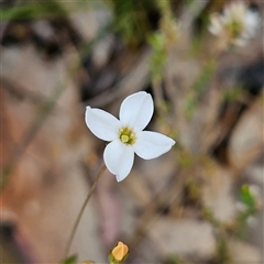 Unverified Other Wildflower or Herb at Wedderburn, NSW - 2 Oct 2024 by MatthewFrawley