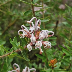 Grevillea buxifolia subsp. buxifolia at Wedderburn, NSW - 2 Oct 2024 by MatthewFrawley