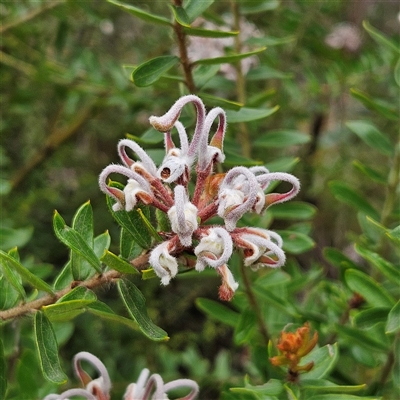 Grevillea sp. at Wedderburn, NSW - 2 Oct 2024 by MatthewFrawley