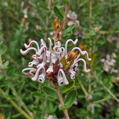 Grevillea buxifolia subsp. buxifolia at Wedderburn, NSW - 2 Oct 2024 12:26 PM