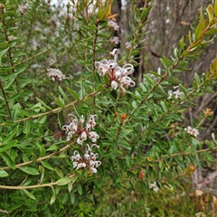 Grevillea buxifolia subsp. buxifolia at Wedderburn, NSW - 2 Oct 2024 12:26 PM