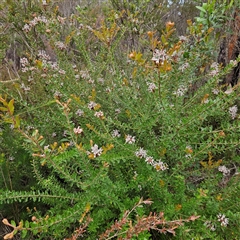 Grevillea buxifolia subsp. buxifolia at Wedderburn, NSW - 2 Oct 2024 12:26 PM