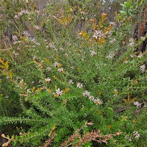 Grevillea buxifolia subsp. buxifolia at Wedderburn, NSW - 2 Oct 2024 12:26 PM
