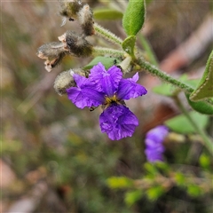 Dampiera purpurea at Wedderburn, NSW - 2 Oct 2024 by MatthewFrawley