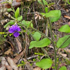 Dampiera purpurea at Wedderburn, NSW - 2 Oct 2024 12:25 PM