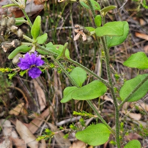 Dampiera purpurea at Wedderburn, NSW - 2 Oct 2024 12:25 PM