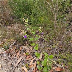 Dampiera purpurea at Wedderburn, NSW - 2 Oct 2024 12:25 PM