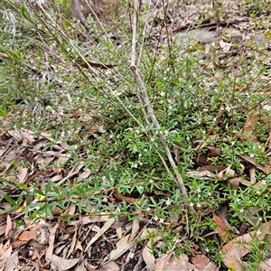 Zieria smithii at Wedderburn, NSW - 2 Oct 2024 12:16 PM