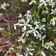 Ricinocarpos pinifolius (wedding bush) at Wedderburn, NSW - 2 Oct 2024 by MatthewFrawley
