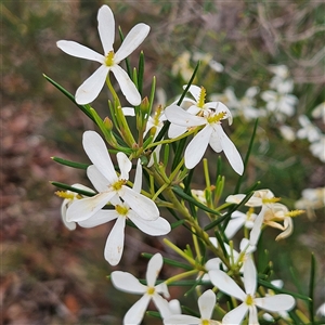 Ricinocarpos pinifolius at Wedderburn, NSW - 2 Oct 2024 12:15 PM