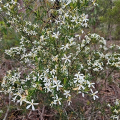Ricinocarpos pinifolius at Wedderburn, NSW - 2 Oct 2024 12:15 PM