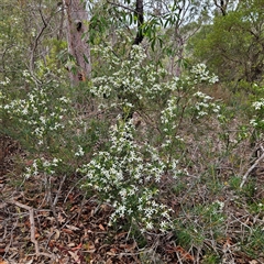 Ricinocarpos pinifolius at Wedderburn, NSW - 2 Oct 2024 12:15 PM