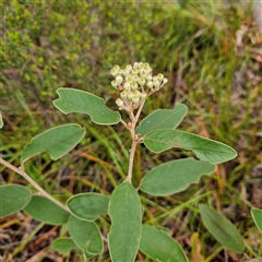 Unverified Other Shrub at Wedderburn, NSW - 2 Oct 2024 by MatthewFrawley