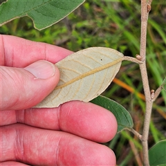 Unidentified at suppressed - 2 Oct 2024