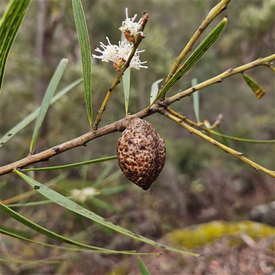 Hakea sp. at Wedderburn, NSW - 2 Oct 2024 by MatthewFrawley