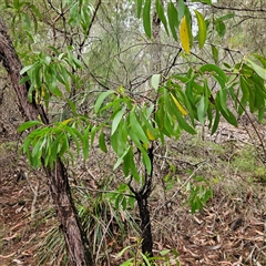 Persoonia levis at Wedderburn, NSW - 2 Oct 2024 by MatthewFrawley