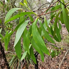 Persoonia levis at Wedderburn, NSW - suppressed