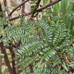 Unidentified Wattle at Wedderburn, NSW - 2 Oct 2024 by MatthewFrawley