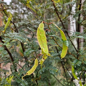 Acacia terminalis at Wedderburn, NSW - 2 Oct 2024 12:02 PM