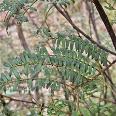 Acacia terminalis at Wedderburn, NSW - 2 Oct 2024 12:02 PM