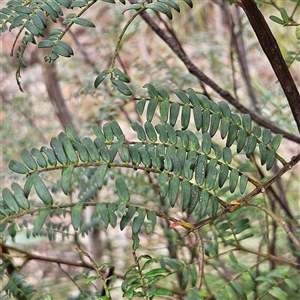 Acacia terminalis at Wedderburn, NSW - 2 Oct 2024 12:02 PM