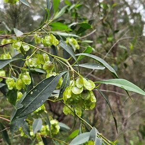 Dodonaea triquetra at Wedderburn, NSW - 2 Oct 2024 12:00 PM