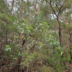 Dodonaea triquetra at Wedderburn, NSW - 2 Oct 2024 12:00 PM