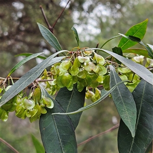 Dodonaea triquetra at Wedderburn, NSW - 2 Oct 2024 12:00 PM