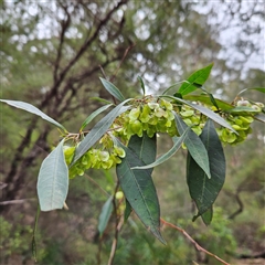 Dodonaea triquetra at Wedderburn, NSW - 2 Oct 2024 12:00 PM