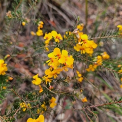 Unidentified Pea at Wedderburn, NSW - 2 Oct 2024 by MatthewFrawley