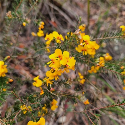 Unverified Pea at Wedderburn, NSW - 2 Oct 2024 by MatthewFrawley