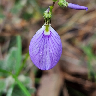 Unverified Other Wildflower or Herb at Wedderburn, NSW - 2 Oct 2024 by MatthewFrawley