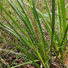 Lomandra longifolia at Wedderburn, NSW - 2 Oct 2024 by MatthewFrawley