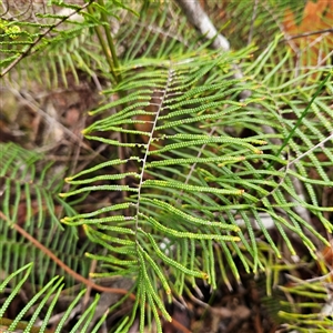 Unidentified Plant at Wedderburn, NSW by MatthewFrawley