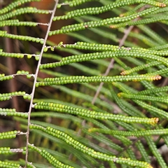Gleichenia (genus) at Wedderburn, NSW - suppressed