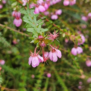 Unidentified Plant at Wedderburn, NSW by MatthewFrawley