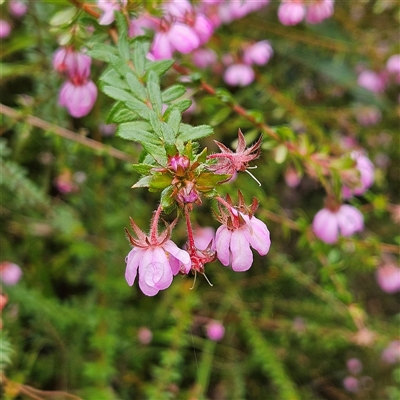 Unidentified Plant at Wedderburn, NSW - 2 Oct 2024 by MatthewFrawley