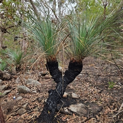 Xanthorrhoea sp. at Wedderburn, NSW - 2 Oct 2024 by MatthewFrawley