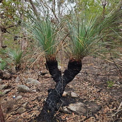 Xanthorrhoea sp. at Wedderburn, NSW - 2 Oct 2024 by MatthewFrawley