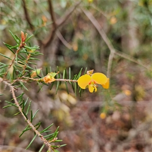 Unidentified Pea at Wedderburn, NSW by MatthewFrawley