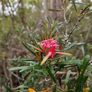 Lambertia formosa (Mountain Devil) at Wedderburn, NSW by MatthewFrawley